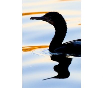 Jo_slideshow_bird.jpg