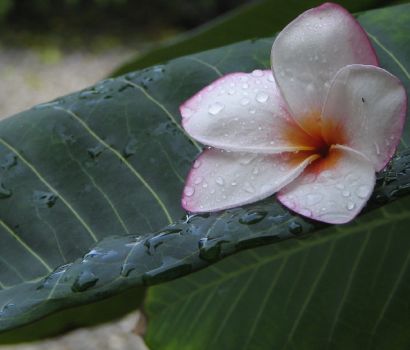Jo_slideshow_flower.jpg