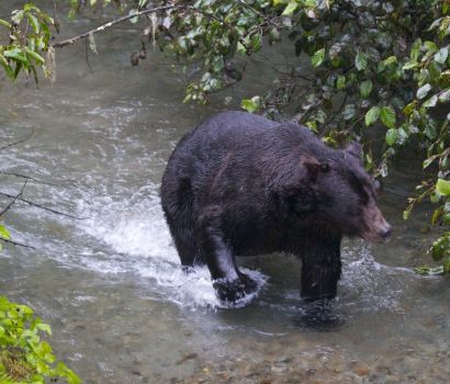 Jo_slideshow_bear.jpg