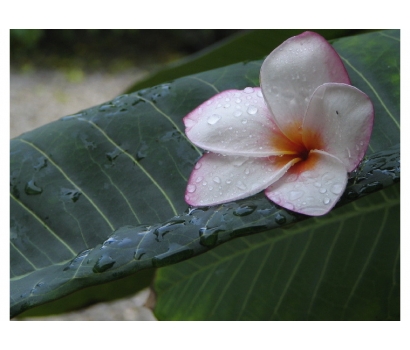 flower macro photo by Jo Deurbrouck